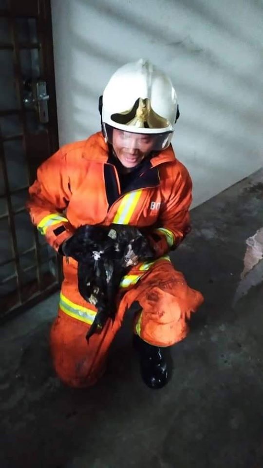 Fireman holding one of the rescued felines. Photo: Penang Press /Facebook