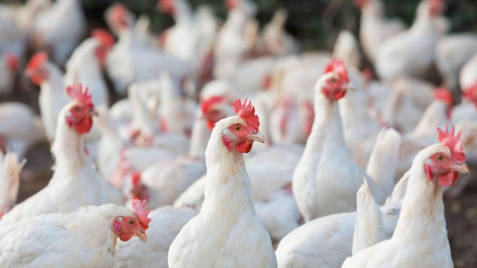 <i>Photo: Department of Agriculture</i>