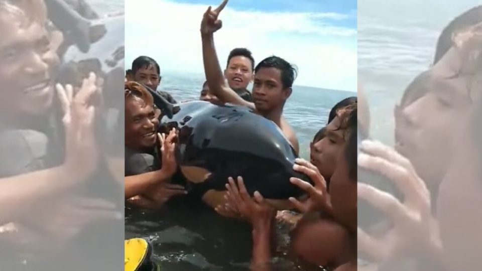 Residents of Inobonto village in Bolaang Mongondow regency, North Sulawesi, recently filmed themselves casually petting a baby killer whale ⁠— which they mistook for a harmless dolphin. Screenshot from Facebook/Meiva Pontoh