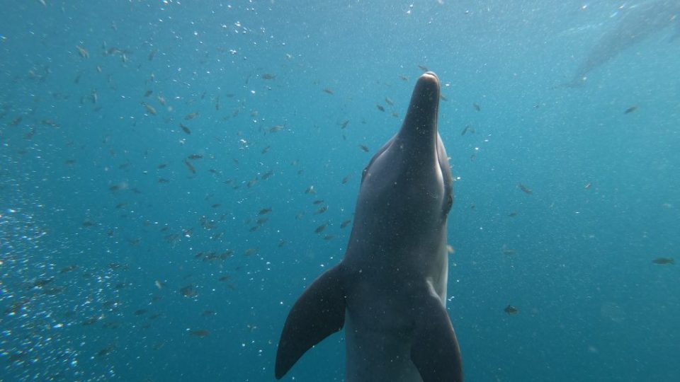 Rocky, one of the dolphins now residing at the Bali Dolphin Sanctuary. Photo: Dolphin Project