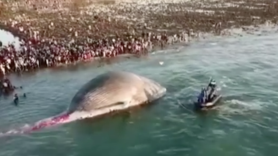 The carcass of a giant blue whale washed up on a beach in East Nusa Tenggara yesterday afternoon. Screengrab: Instagram