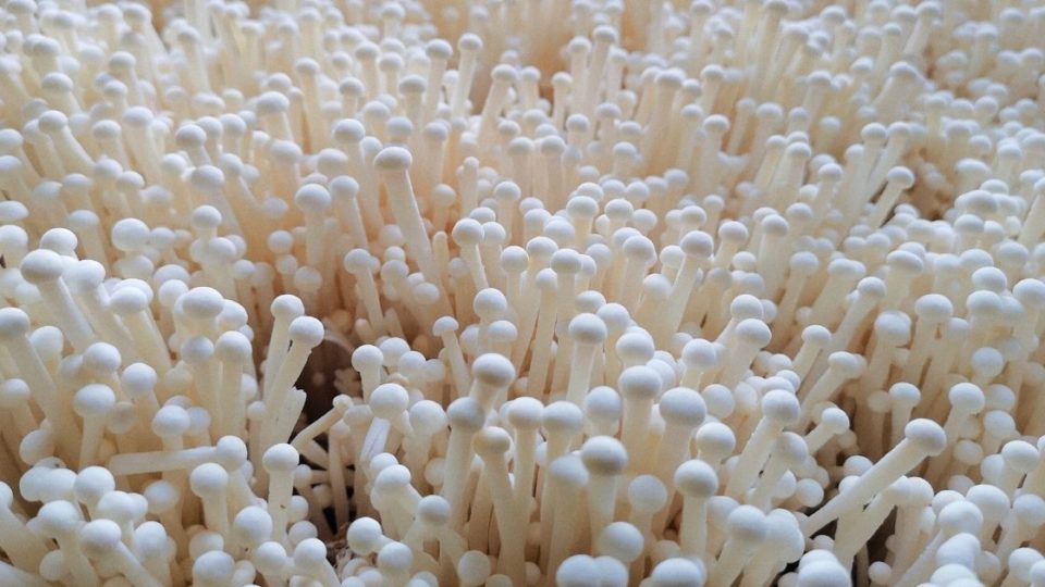 Enoki mushrooms. Photo by en siang tan from Pexels