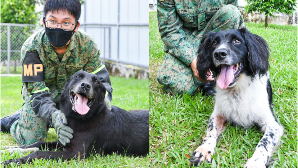 At left, SAF soldier with an 11-year-old German Shepard, and a 9-year-old Springer Spaniel at right. Photos: MINDEF/Facebook
