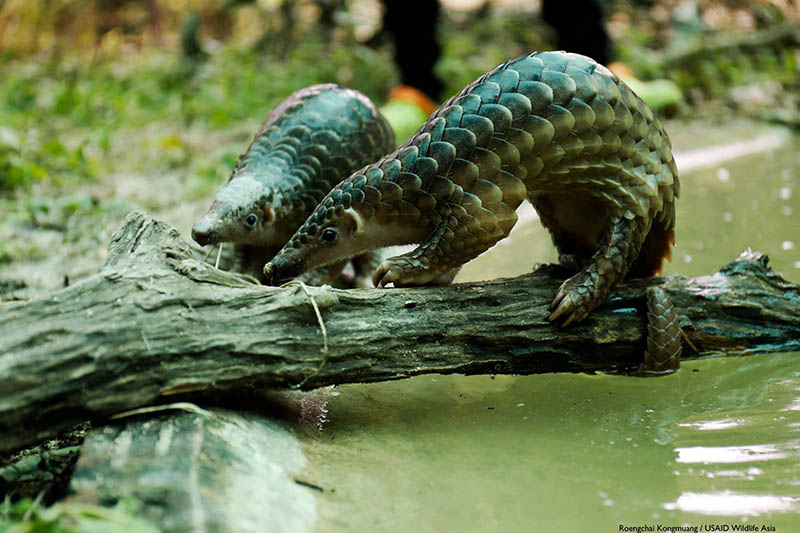 Pangolins, one of the most trafficked species, is a suspected link between bats and humans in passing along the coronavirus. Photo: Freeland