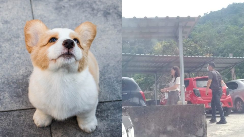 File photo of a corgi (left) and a photo of the couple in the Penang Hill that went viral. Photos: Glenn, Azwin Izmazura /Facebook
