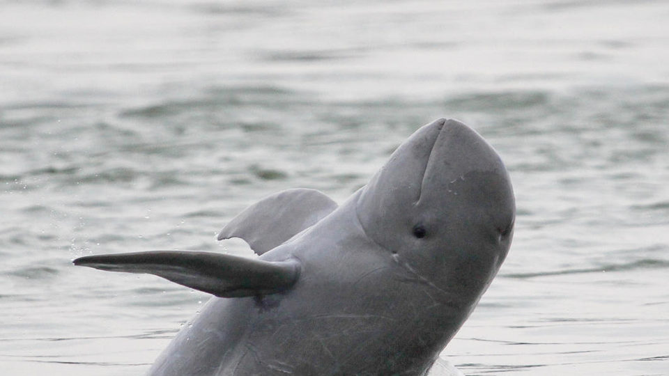 An Irrawaddy dolphin breaches in the Mekong River. Photo: WWF