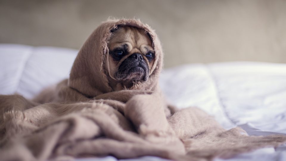 Sad pug is sad. Why? Maybe he lives in Singapore. Photo: Matthew Henry