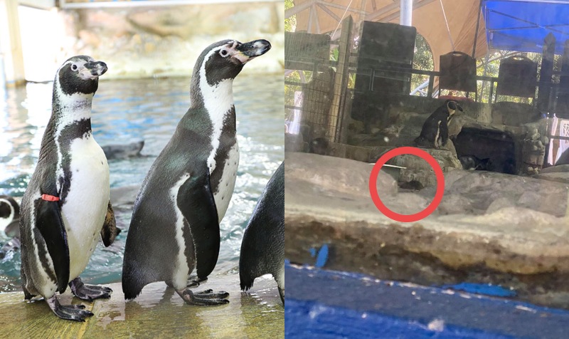 Humboldt penguins lining up at Zoo Negara (left) and a screengrab from the video of a rat stealing the penguins’ food. Photos: Zoo Negara Malaysia and Li Junhao /Facebook
