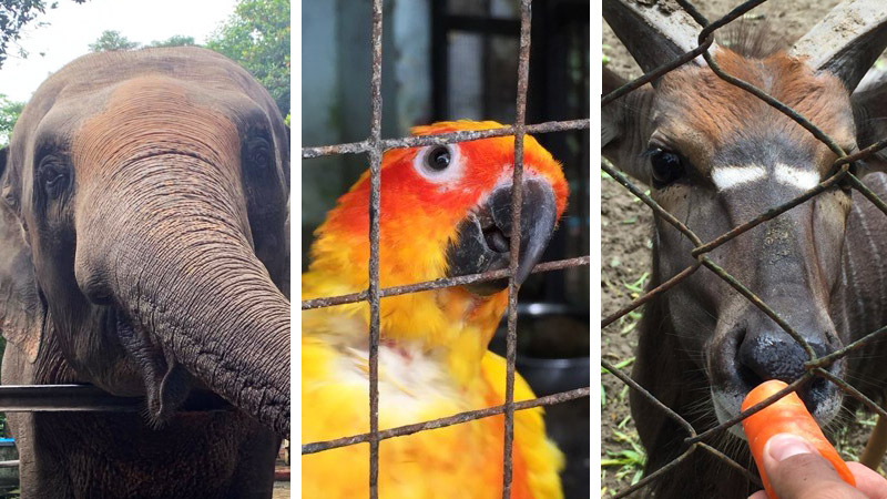 Photos: Yangon Zoo