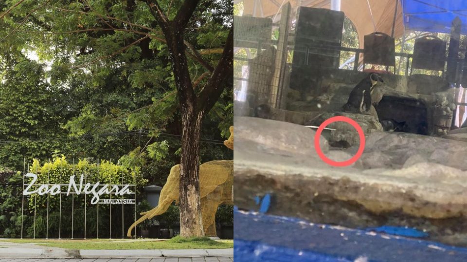 The entrance of Zoo Negara (left) and a photo showing a rat in the penguin enclosure. Photos: Zoo Negara Malaysia and Li Junhao /Facebook
