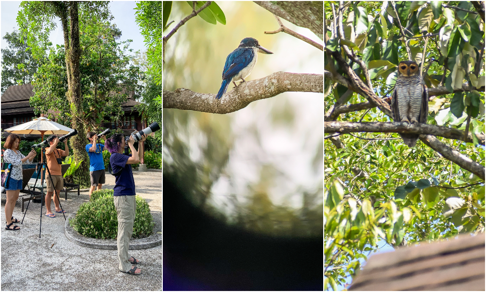 From left to right, resort guests catch glimpses and photos of birds including a collared kingfisher and wood owl. Photo: Coconuts