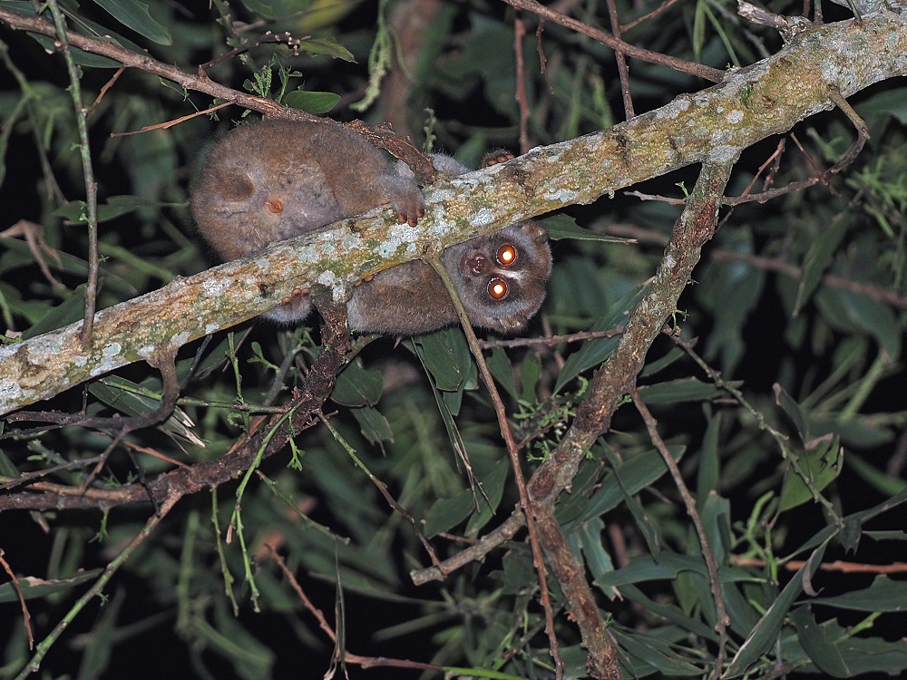 A slow loris spotted at Khaolak Merlin Resort. Photo: Love Wildlife Foundation / Courtesy