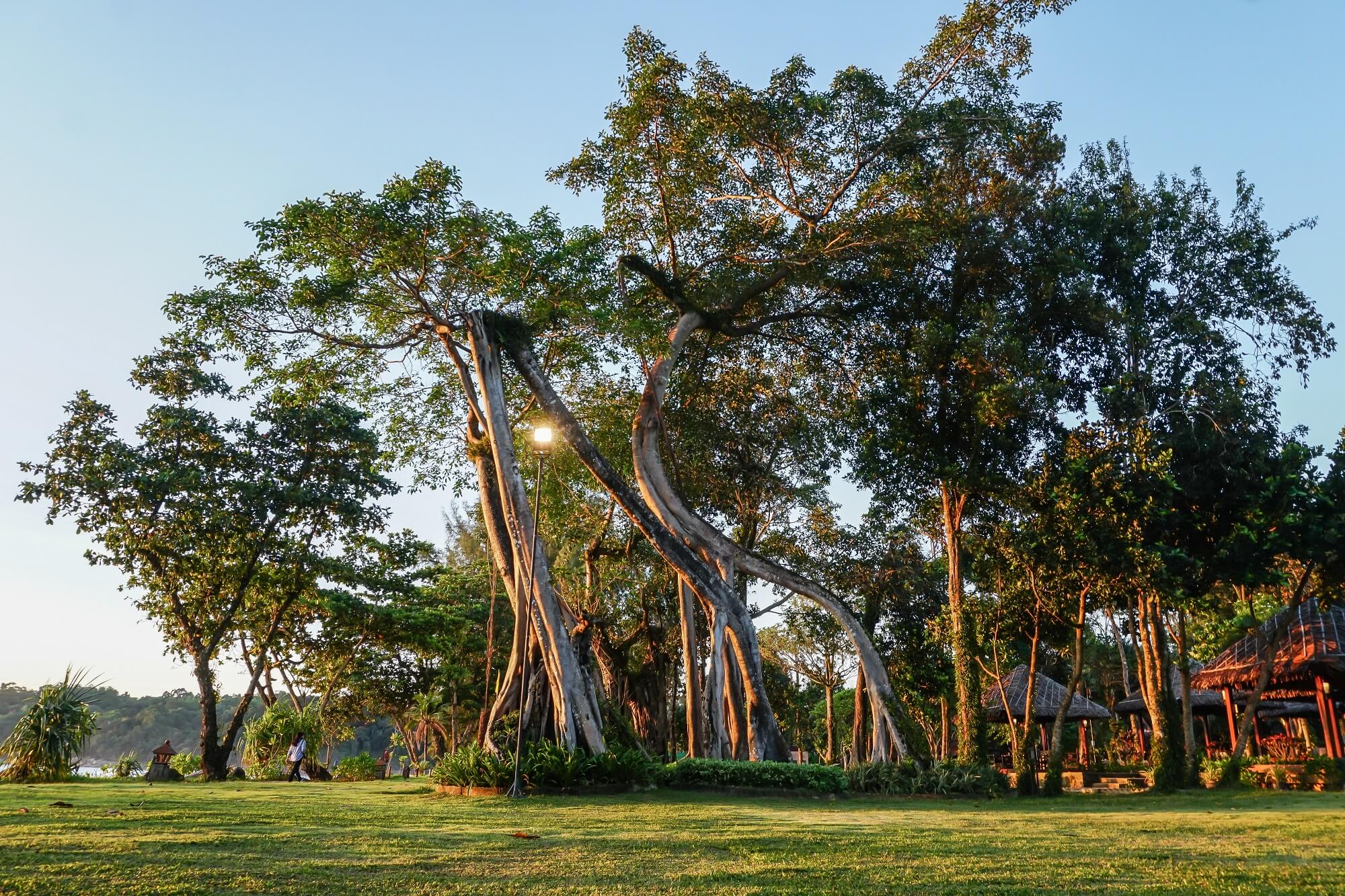 Large trees are conserved inside the Khaolak Merlin Resort. Photo: Coconuts