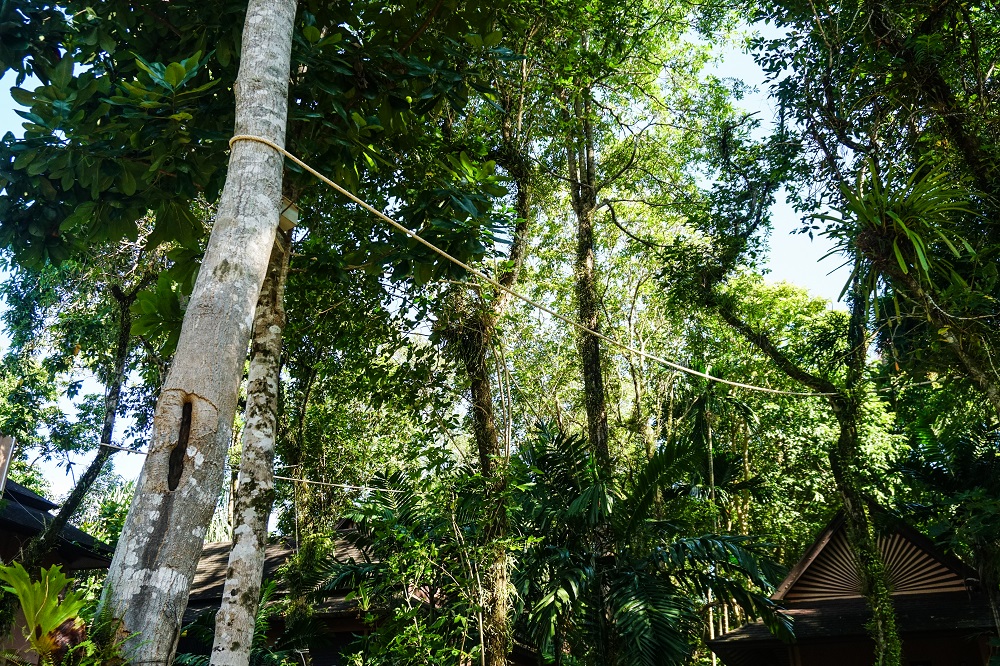 Ropes are installed between trees in the resort to make a bright for slow lorises. Photo: Coconuts