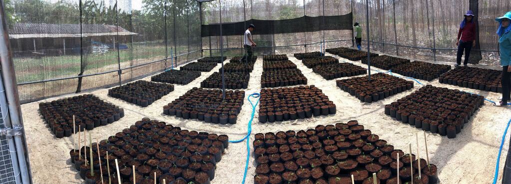 Pariya Junhavasdikul and Viluda Pornputhasri's vanilla vines in Kanchanaburi province. Photo: Pariya Junhasavasdikul / Courtesy