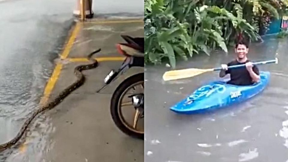 Snake slithers near a parking lot , at left, and a man kayaking. Photos: Kevinkoosk, Nabilirsyad16 /Twitter
