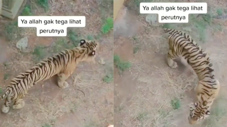 A video of the skinny tiger made its rounds on social media since yesterday, quickly prompting netizens to question Maharani Zoo’s management. Screenshot from the video