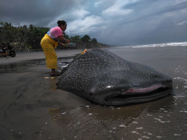 A local resident placing an offering on top of the dead whale shark on Pekutatan Beach. Photo: Istimewa via Kumparan