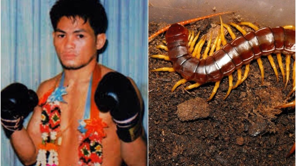 Dokmaipa Por Pongsawang and a Thai centipede in file photos. 
