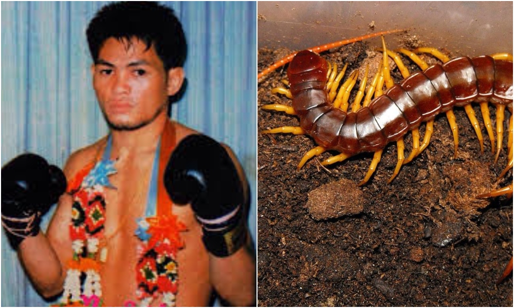 Dokmaipa Por Pongsawang and a Thai centipede in file photos. 
