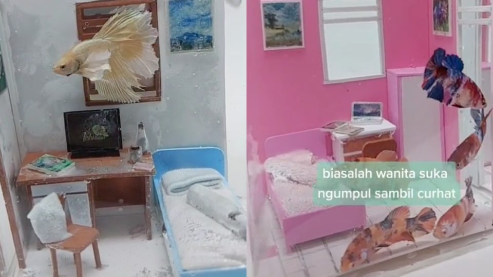 While we’re all staying at home (mostly in our rooms) to help curb the spread of the coronavirus, some betta fish are doing the same, as seen in hugely viral TikTok videos by user @fishkinianofficial. Screenshot from TikTok/@fishkinianofficial