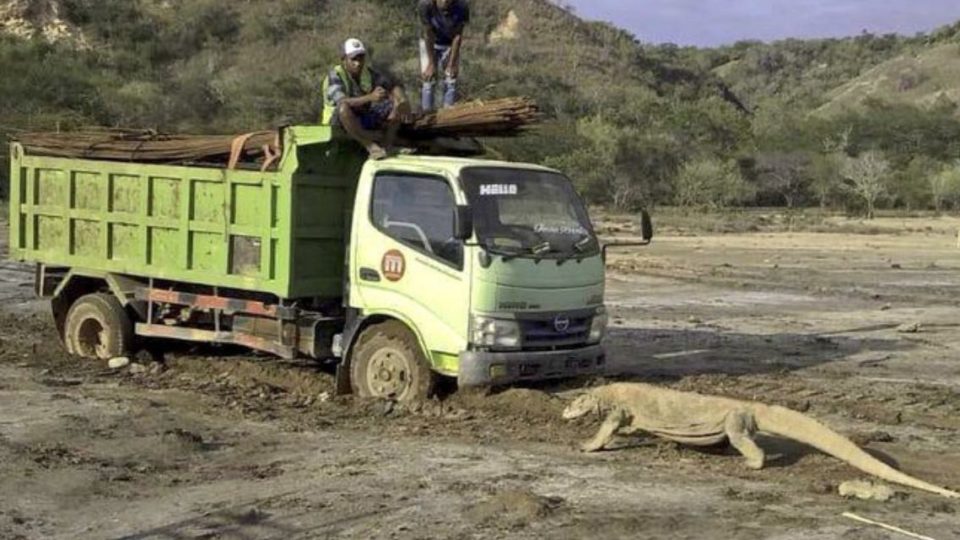 The “standoff” photo between a komodo dragon and a truck that went viral over the weekend. Photo: Istimewa