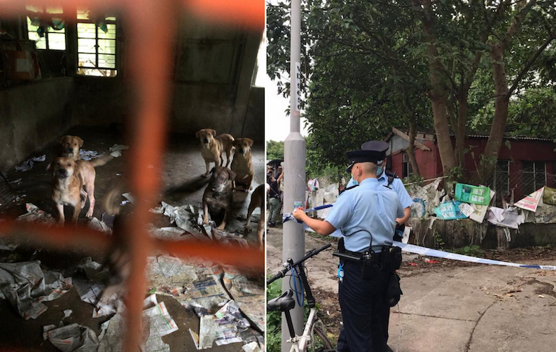 Police and animal rescue personnel found dozens of pets, some emaciated and with skin ailments, at a shack in the Yuen Long village on Oct. 14, 2020. Photo via Facebook/Animal Post