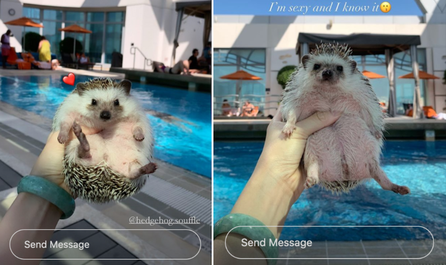 The influencer managed to take a few photos of her hedgehog, Souffle, before being told off by staff at Cordis Hotel. Photo via Instagram