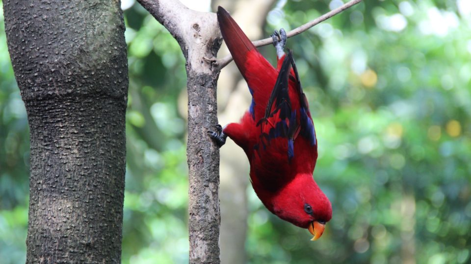 A bird at Bali Bird Park in Gianyar regency. Photo: Unsplash / Sanaea Sanjana