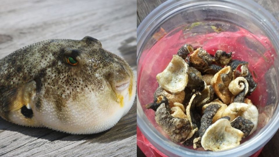 At left, an Illustration of a pufferfish, and a photo of the pufferfish crackers at right. Photos: Unsplash and Buleleng Police