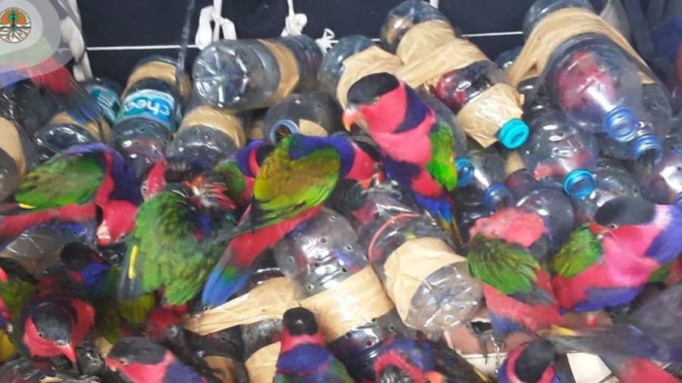 74 black-capped lories were rescued from attempted smuggling out of West Papua’s Fakfak regency, authorities say, after a ship crew heard their distinctive chirps. Photo: BBKSDA Papua Barat/KLHK
