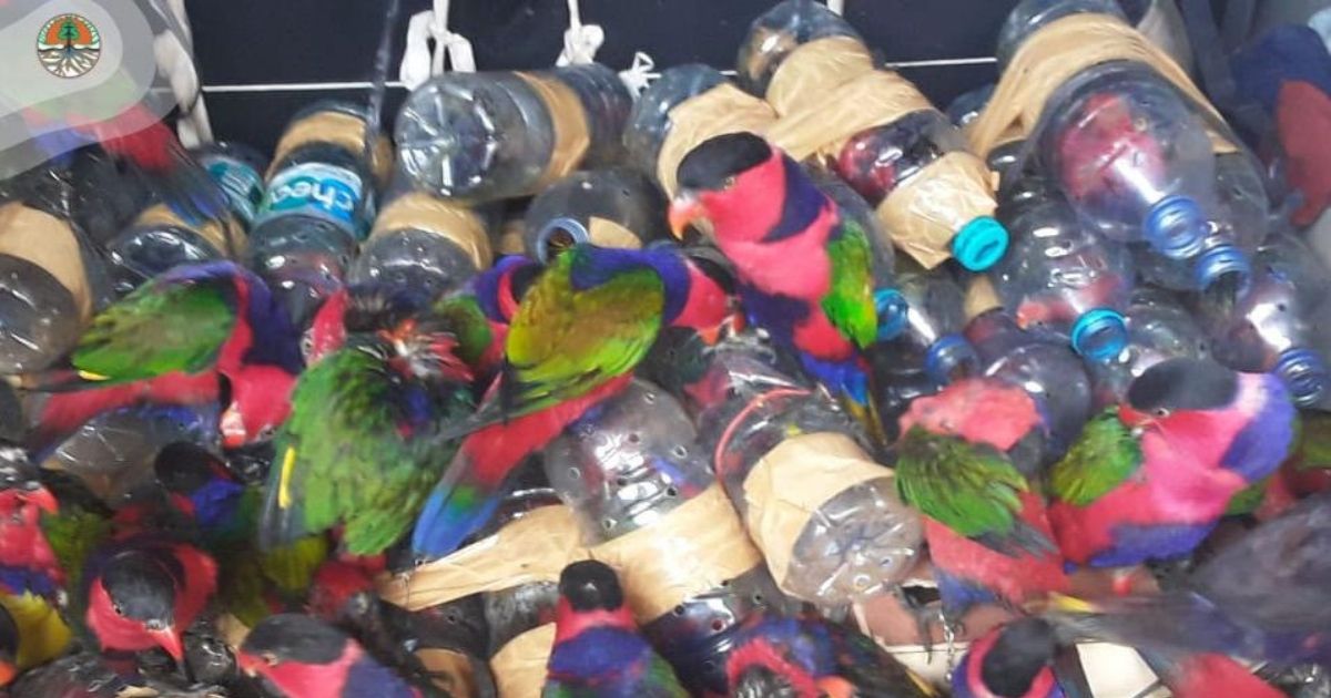 74 black-capped lories were rescued from attempted smuggling out of West Papua’s Fakfak regency, authorities say, after a ship crew heard their distinctive chirps. Photo: BBKSDA Papua Barat/KLHK
