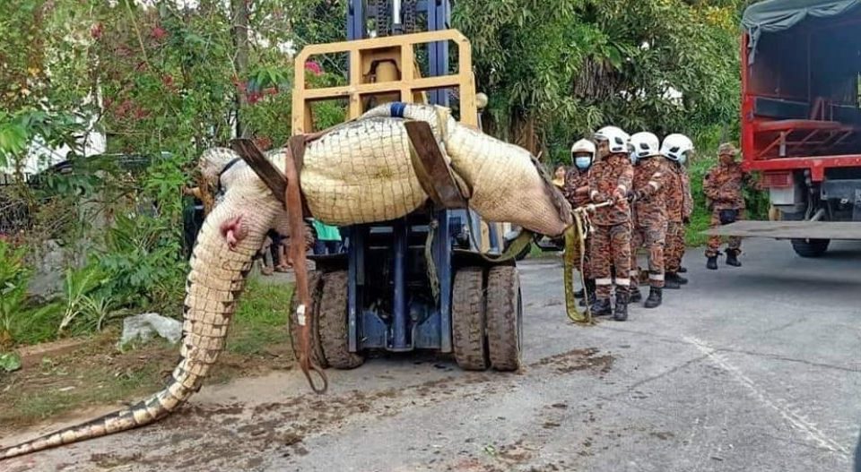 Firemen use a forklift Wednesday to move a very obese crocodile rescued from a drain in Sarawak. Photo: Fire & Rescue Department of Malaysia/Facebook
