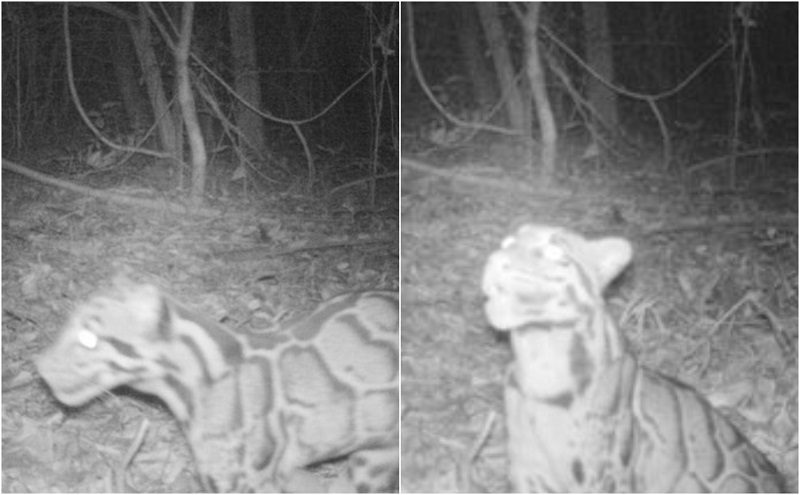 Images: Department of National Parks, Wildlife and Plant Conservation
