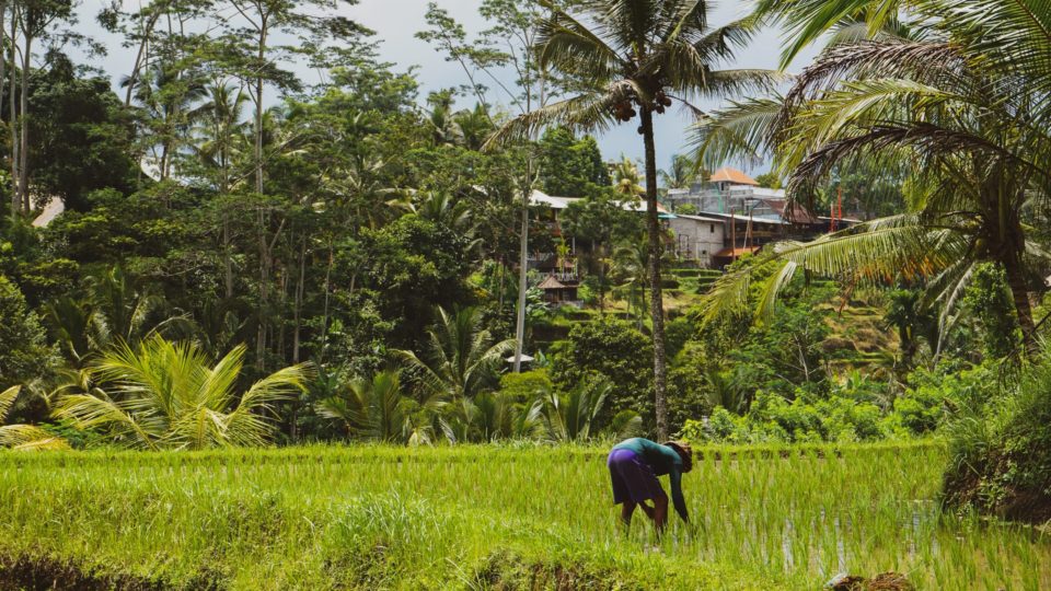 A scene from a rice field in Bali. Photo: Unsplash