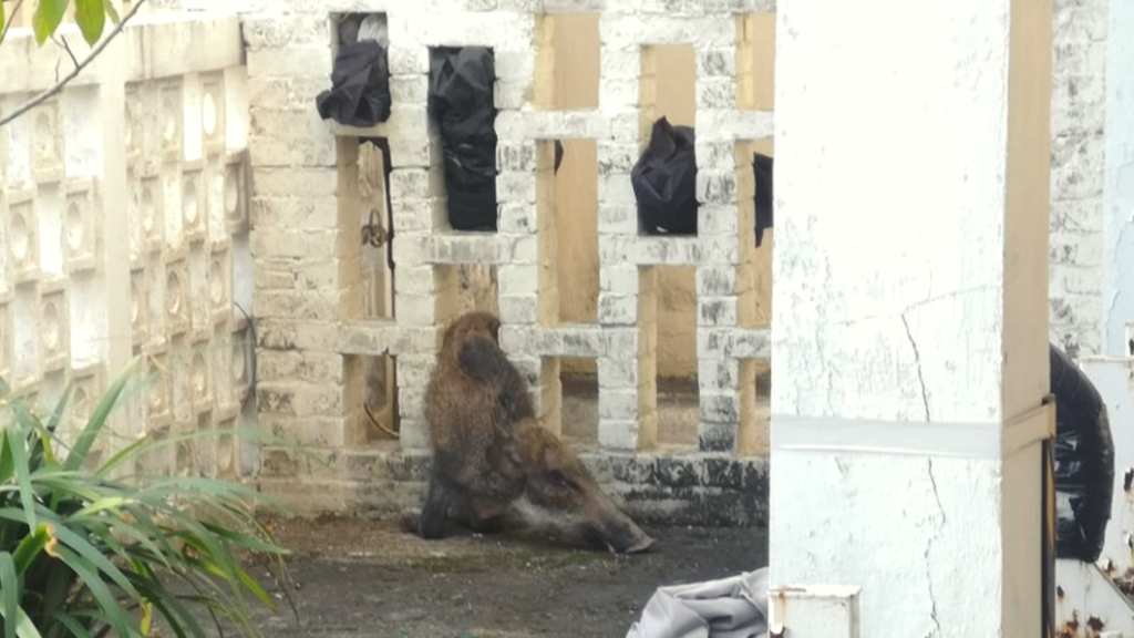 The wild boar struggled to get its posterior through the gap. Photo via Apple Daily