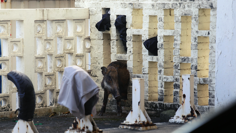 The wild boar had wandered its way to a carpark in the residential neighborhood of Happy Valley. Photo via HK01