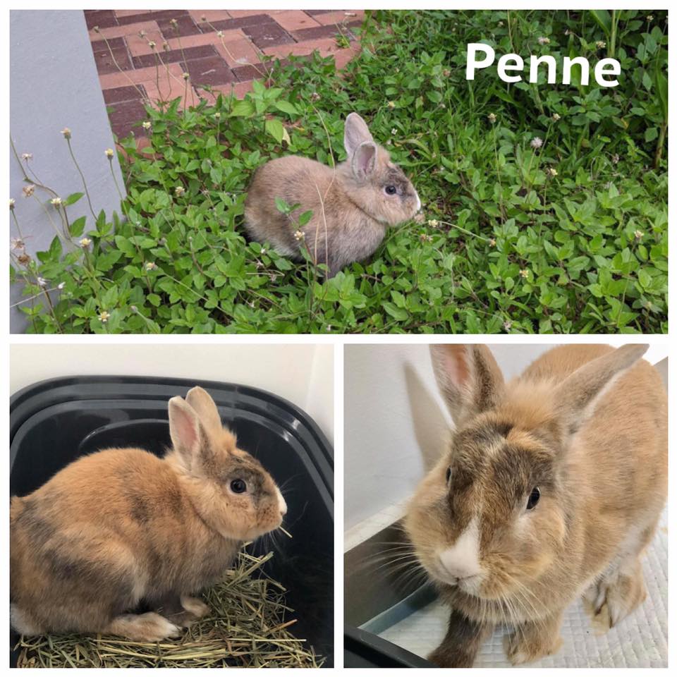 Abandoned rabbit in Punggol in June. Photo: House Rabbit Society Singapore/Facebook