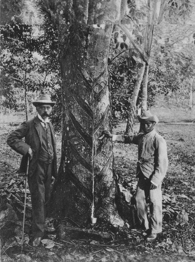 Henry Nicholas Ridley (left) at a rubber plantation in a photo taken before 1987. Photo: Ministry of National Development 