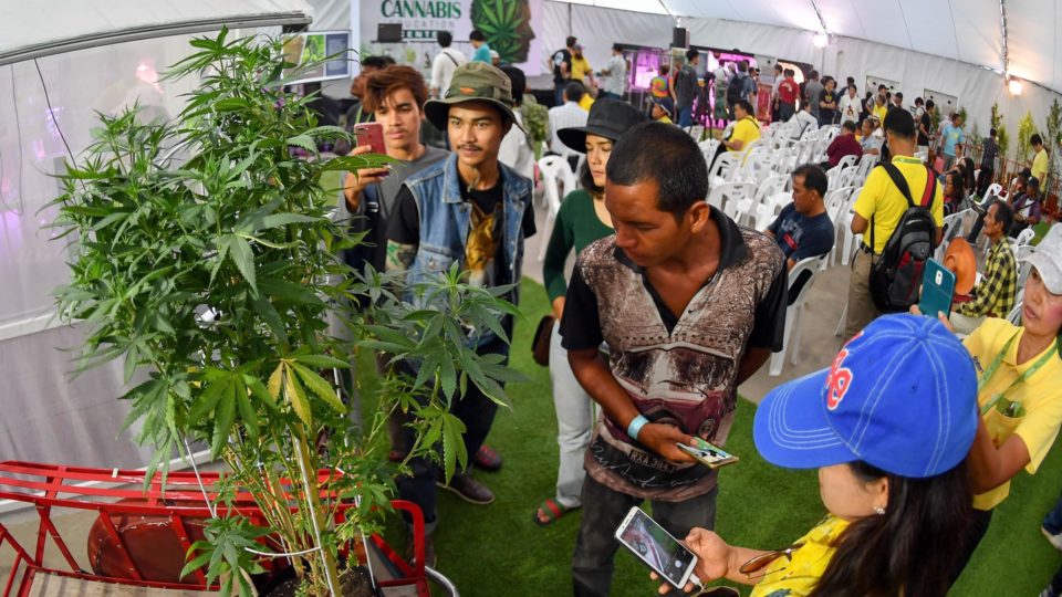 Attendees behold marijuana plants at last year’s ‘Pan Ram’ weed festival in Buriram province. Photo: Pan Buriram / Facebook
