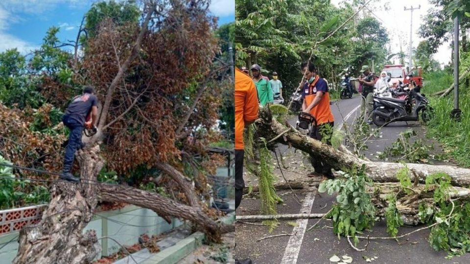 A number of trees reportedly fell due to strong winds on Monday. Photos: Regional Disaster Management Agency (BPBD)