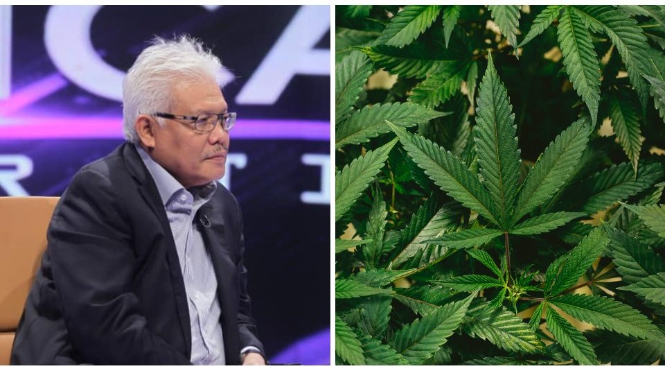 Home Minister Hamzah Zainuddin at a TV studio in November, at left. File photo of cannabis leaves, at right. Photos: Hamzah Zainuddin/Facebook, and Jeff W.
