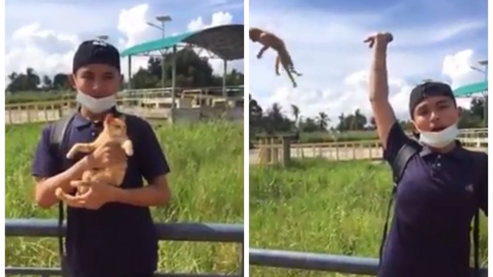 Scenes from a video of a student holding the cat, at left, and then tossing it, at right. Photos: Malaysian Animal Association/ Facebook