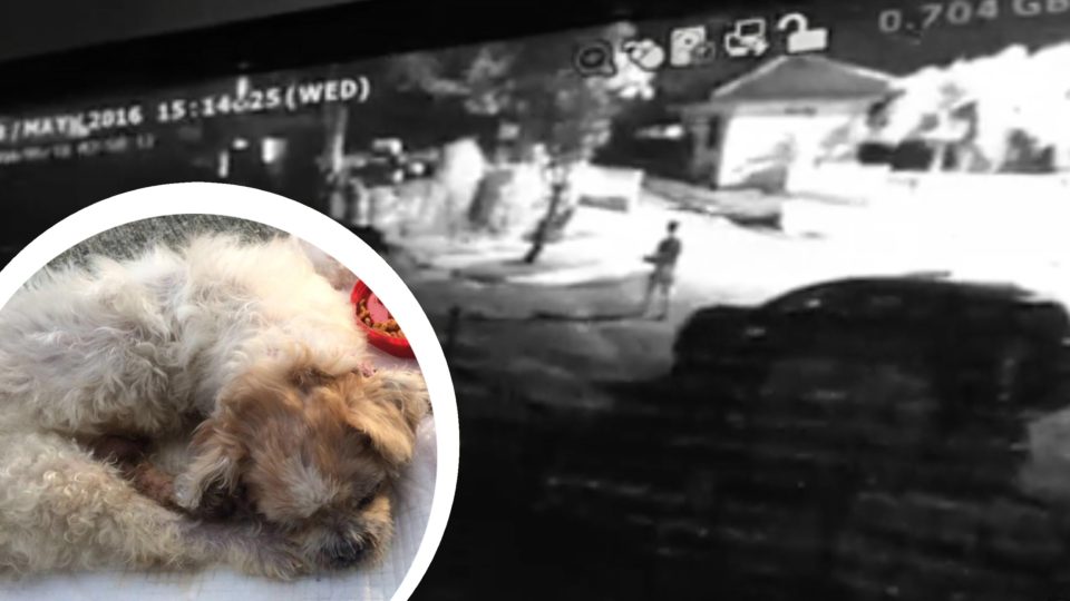 Abandoned Shih Tzu (corner) and footage of owner leaving it on the roadside. (Photos: Mutts and Mittens Community)