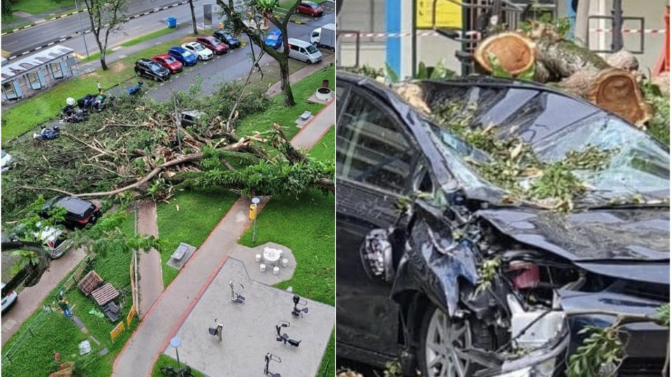 At left, the fallen tree at the open air carpark and one of the wrecked cars, at right. Photos: SGRV Admin/Facebook 
