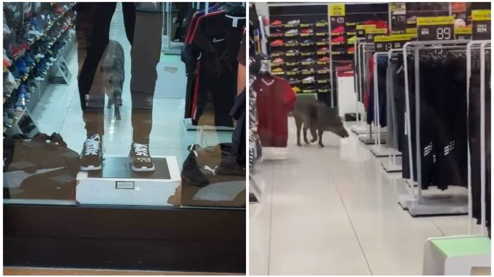 Wild boar inside the sporting equipment store at Alamanda Shopping Centre on Dec. 6, 2020.  Photos: Twt_Putrajaya, Vmpsx/Twitter