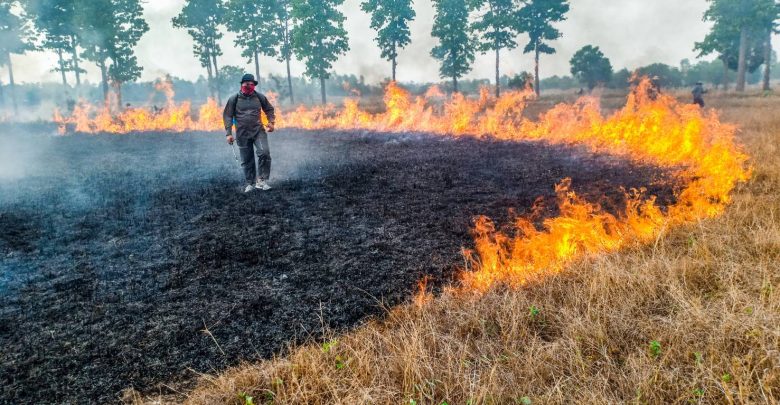 Open-air burning of paddy stubble in Surin province