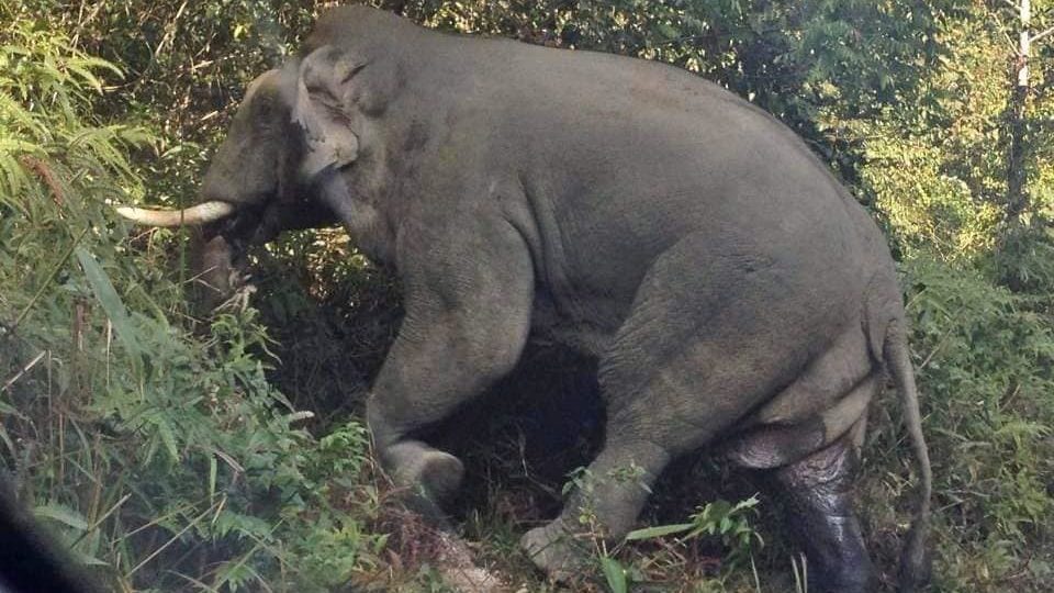 A file photo of an elephant spotted in Khao Yai National Park. Photo: Khao Yai National Park
