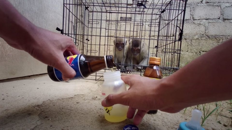An Indonesian YouTuber who has uploaded videos of himself abusing his pet monkeys has outraged netizens in the country, who are also calling people to mass report his account. In one video, the monkeys were given energy drinks. Screenshot from YouTube