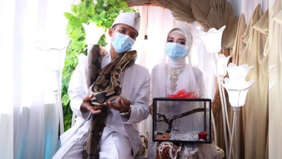The groom, Sigit Agus Setiawan, reportedly met his wife, Tiara Puspita Dewi, through a community of reptile lovers. Sigit then gave Tiara an albino and an amethystine python that are 1 meter each in length as dowry. Photo: Handout Sigit & Tiara